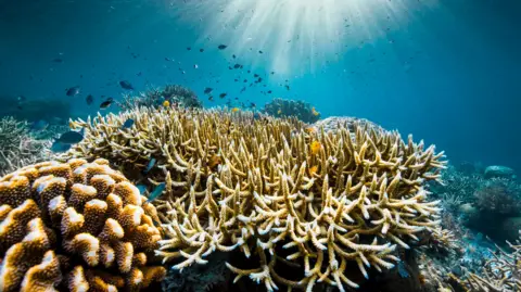 Olly Scholey A view of coral reefs underwater, with dozens of fish in the background