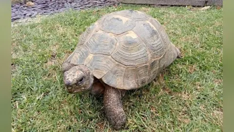Speedy the tortoise sits on the grass in a garden. She has a brown and beige shell and a scaly head and legs. 