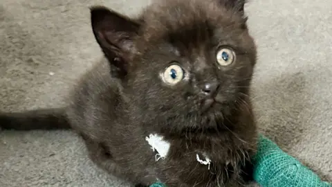 Harrogate Cat Rescue A black kitten with yellow eyes lies on a grey carpet with green plaster casts on both his front legs