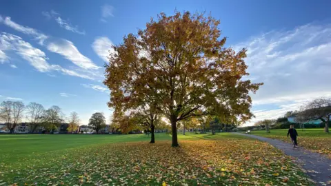 A tree shedding autumn leaves in the sunshine in Victoria Park, Bristol. A person is walking down the path to the side of the image