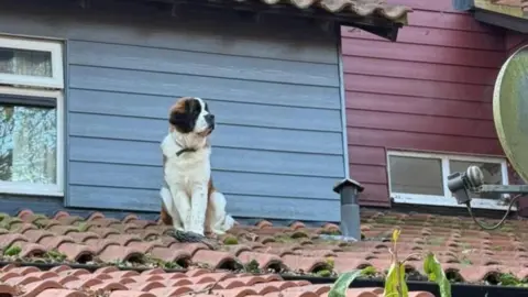 Essex County Fire and Rescue A large brown and white dog sits on the tiled roof of a house. Windows, a satellite dish and and a flue can be seen. There is some moss on the tiles.