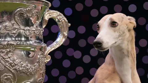 PA Media Whippet Miuccia, winner of the Best in Show final at the Crufts Dog Show at the National Exhibition Centre (NEC) in Birmingham.