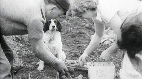 The family collecting potatoes in a bucket. The family dog is sitting watching in the background.
