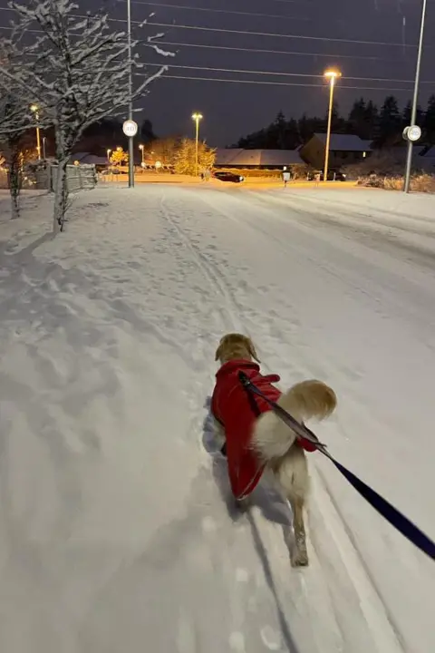 Dog in snow