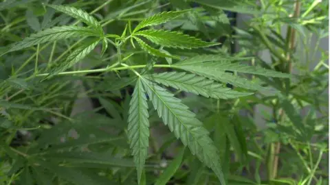 BBC Image of cannabis plant