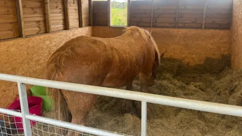 Royal Berkshire Fire and Rescue Service Basil the horse