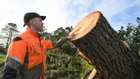 A man in an orange high-viz coat looks at the stump of a tree on St Michael's Mount, Cornwall. There are other damaged trees in the background. 