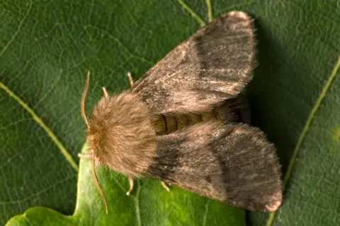 A brown-coloured moth sits on a leaf.