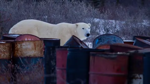 Victoria Gill/BBC A large polar bear investigates empty oil drums at the waste dump close to Churchill, Manitoba 