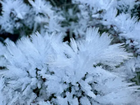 BBC Weather Watchers/Early Bird Icicles on a bush