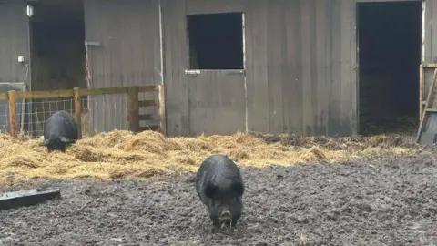 Severn Valley Rescue Two black pigs in mud and straw