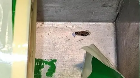 Derby City Council A dead cockroach in a box of labels in the servery
