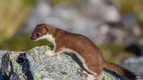 Getty Images Brown and white stoat on a rock