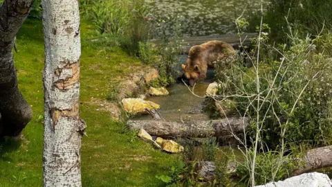 BBC A bear in an enclosure with a waterway, grass and trees