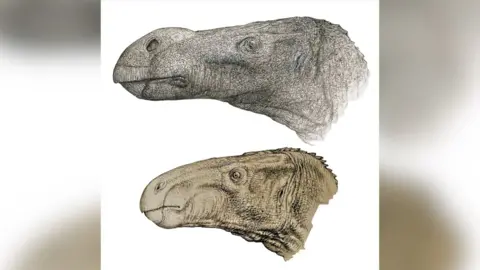 John Sibbick An artists impression of two dinosaurs, thought to be the same dinosaur, show one had a bulbous nose leading to a new species being identified