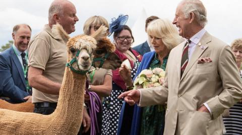 King Charles with an Alpaca during a visit to Theatr Brycheiniog in Brecon