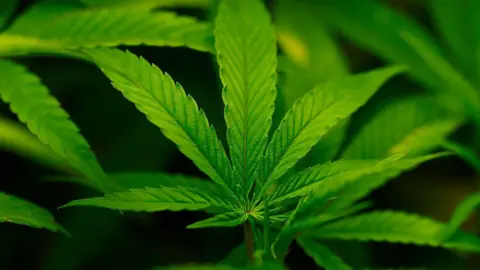 A close up of a green leafy marijuana plant