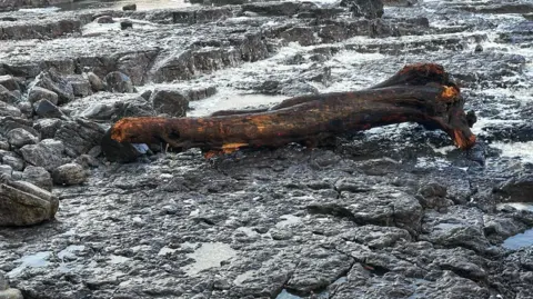 Steve West The remains of a washed up log on Porthcawl beach, it lays on a floor of grey rocks which contain puddles of water. 