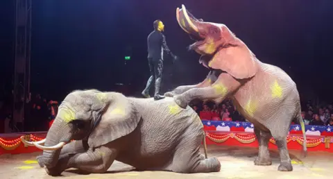 Pangea Two elephants performing in a circus ring. One has its front feet standing on the back of the other. There is a ringmaster standing on the back of the one lying down. 