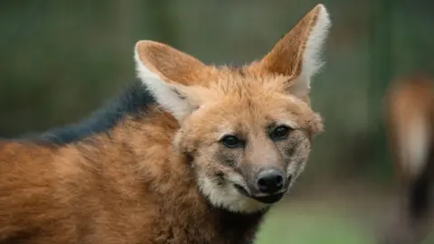 Longleat Image of a single maned wolf looking at the camera. Its ears are down. A prominent black line of hair can be seen running in a ridge along its back.