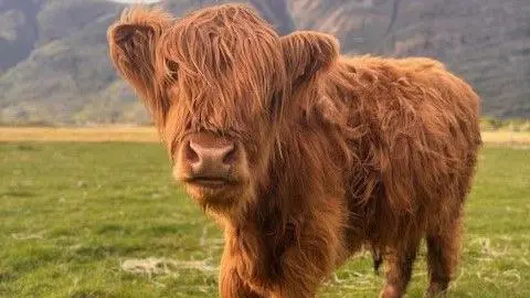 Alan Mackay A fluffy Highland cow stands in a grassy field, with mountains in the background, under a partly cloudy sky.