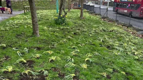 Friends of St George Park A grassy patch in St George Park in Bristol with hundreds of bulbs torn out of the ground.