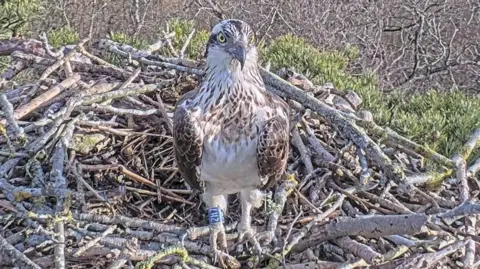 An osprey on a nest. The picture is from a livestream of a wildlife camera close to the birds' nest.