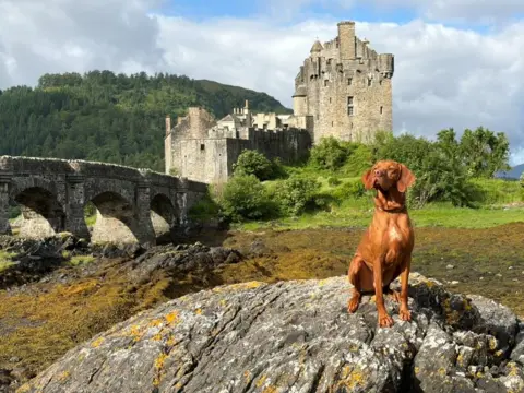 Grant Downie A dog sitting on a rock in front of Eilean Donan Castle. There is a stone bridge on the left and trees surrounding the castle and in the background.