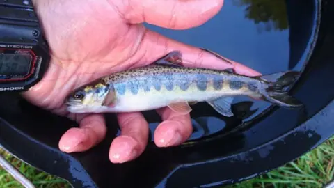 Ribble Rivers Trust A juvenile salmon with dark vertical markings rests in a man's wet hand above a black bucket filled with water.