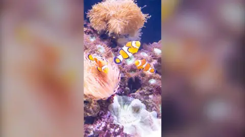 Three orange and white clownfish swim among anemones growing on corals.