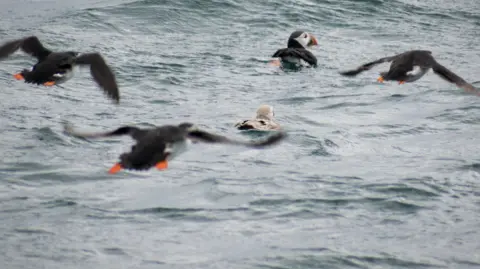 Puffin Cruises Five puffins, one with much lighter feathers in the centre of the shot