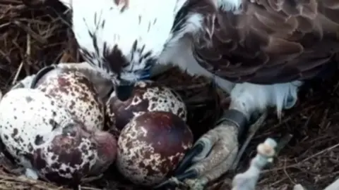 Osprey bird with four eggs