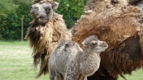 Whipsnade Zoo A pale grey fluffy baby camel seen from side on, with its brown shaggy haired mother behind. He has a small hump and tufty ears