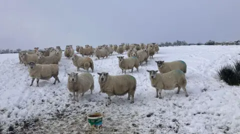 Thomas Conway muestra un rebaño de ovejas en la nieve.