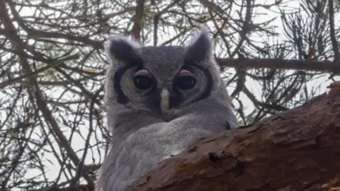 James Cook A Verreaux's eagle owl - a large grey owl with a black curved stripe on either side of its eyes is sat on a branch looking directly at the camera