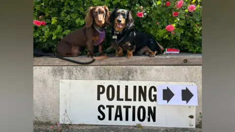 Amy Delicata Two long-haired daschunds look at the camera while standing on top of a concrete ledge. On the wall below them a sign reads Polling Station with two arrows pointing right.