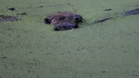 Cathy Gilman Two beavers surface at dusk through a pond covered in green duckweed, with their whiskers and the tops of their heads above the water.