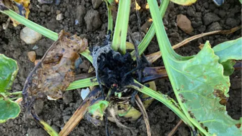 BBRO A sugar beet crop in a field. Its crown has blackened and been destroyed due to pests.