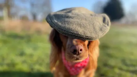 Julie Kemp A golden coloured springer spaniel with a peaky cap sitting on her head covering her eyes and a red neckerchief around her neck. 