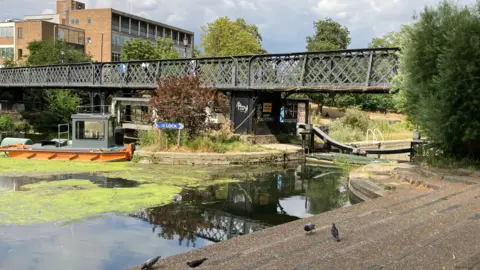 Emma Howgego/BBC A picture of a river approaching a lock. Closed lock barriers are visible, a large amount of algae is visible on the water surface. A metal footbridge is over the river. In the foreground are some concrete steps with pigeons on them. 