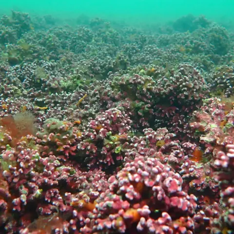 Angie Gall Pink nodules of maerl coating the sea floor, with other seaweeds growing on it, and nooks and crannies where marine wildlife set up their homes. 