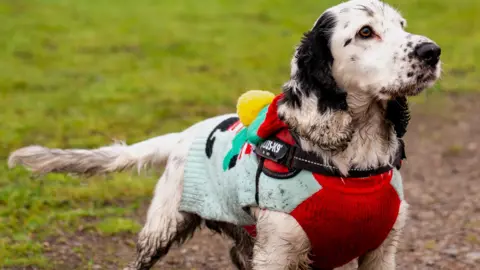 Black and white dog, wearing a Christmas jumper and a harness. In the rain
