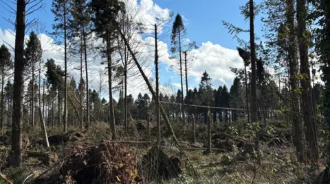 Árboles caídos en un bosque, con un cielo azul y algunas nubes en el fondo. 