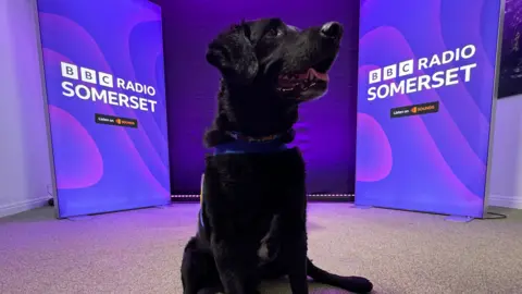 A black Labrador retriever cross breed sitting on the floor with his mouth open and looking off to the right. In the background there are two blue banner screens which say 'BBC Radio Somerset'.