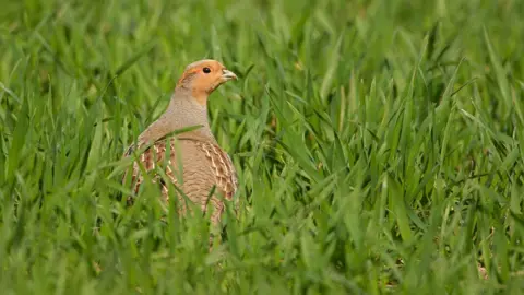 Ben Andrew/RSPB-Images.com A grey partridge looking over its shoulder surrounded by thick blades of grass