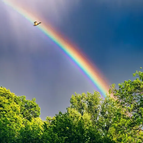 Stuart Neville Duck flying in front of a rainbow as it forms an arc over trees.