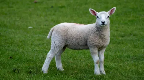 Getty Images A lamb, standing in a field, is looking into the camera. 