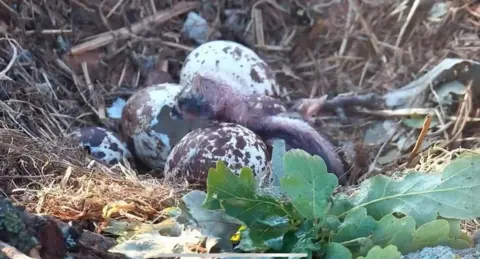 Nest made up of dried grasses and leaves with four speckled eggs and a chick just hatched from one.
