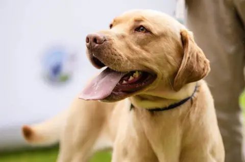 PA Media Dog panting