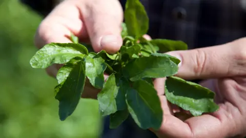 A farmer's hands hold a bunch of watercress in Alresford, Hampshire.